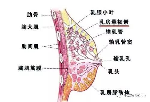 胸下垂可以健身回来吗_下垂的胸能练上来么_下垂的胸部可以通过健身修复吗