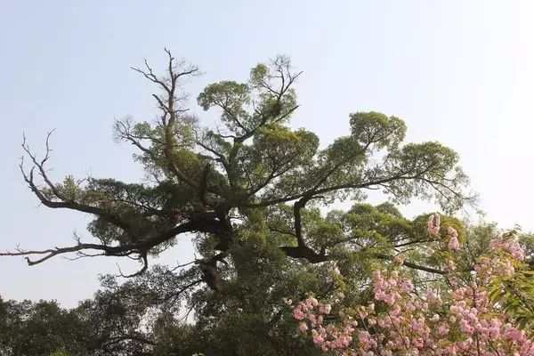 广场舞莲的心事十六步_莲的心事广场舞视频_视频心事广场莲舞32步