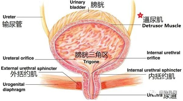 坐在椅子上的锻炼方式_椅子怎么锻炼全身肌肉_椅子姿势锻炼什么