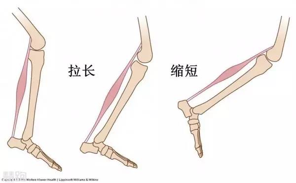 肌肉爆发力_肌肉爆发力是指_肌肉爆发力有关哪两个因素