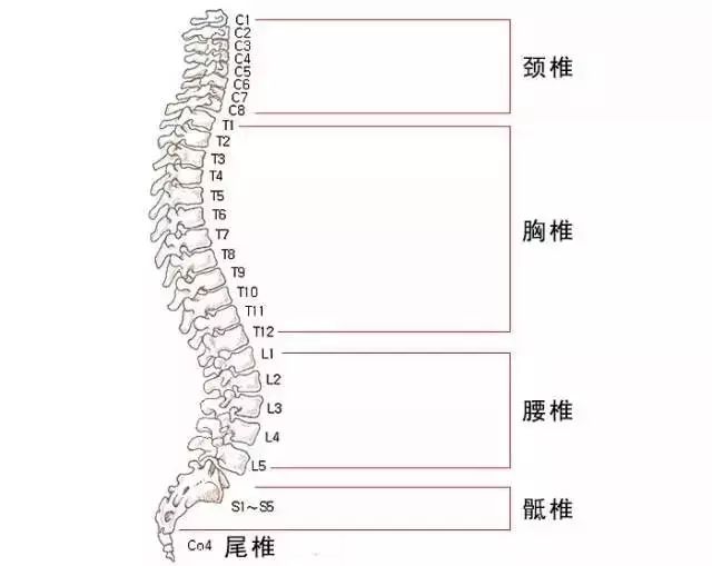 男人毛多适合练肌肉_男生练肌肉有什么用_练肌肉能除体毛吗