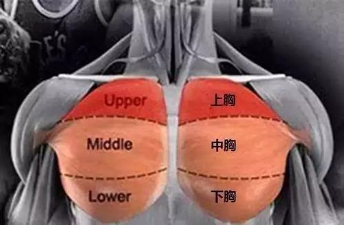 训练胸肌的健身动作_胸肌下数最好的训练方法_训练胸肌的方法