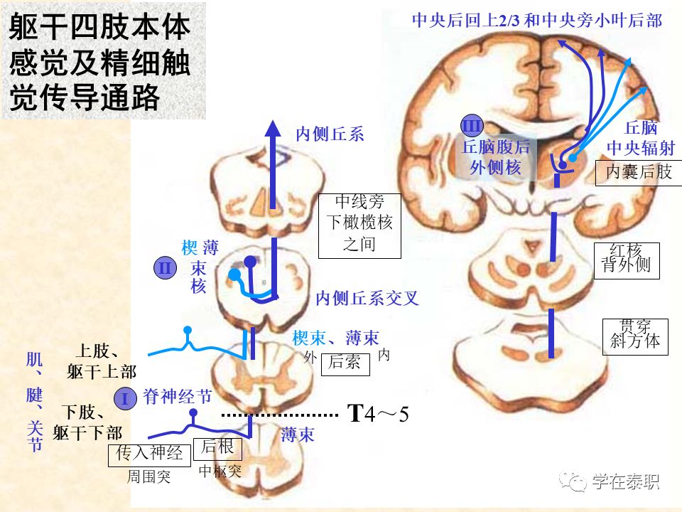 康复训练大体步骤_本体感觉的康复训练_本体感觉康复训练方法