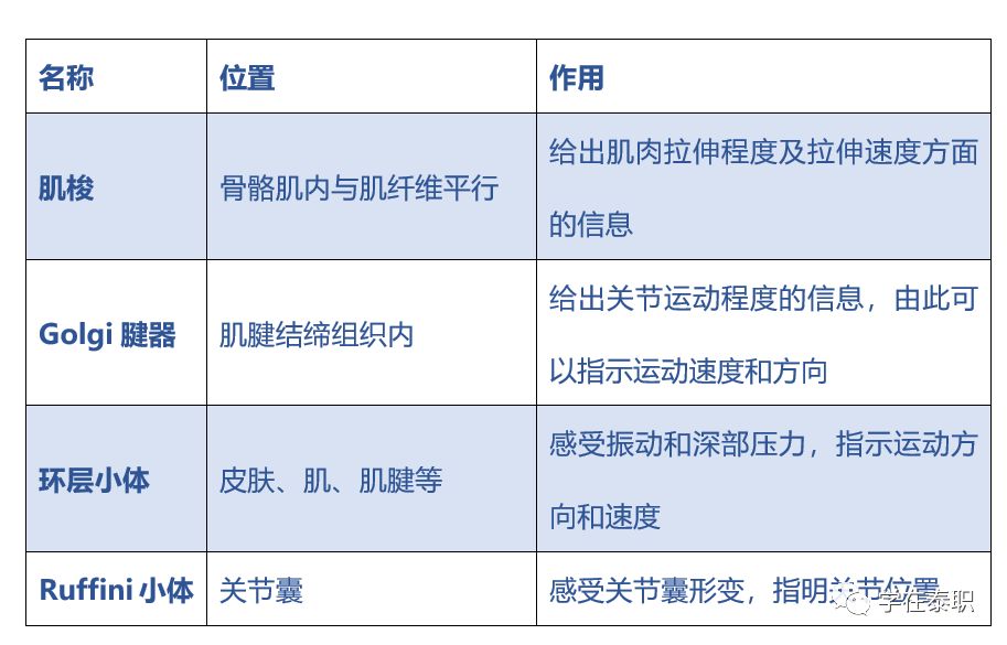 本体感觉的康复训练_康复训练大体步骤_本体感觉康复训练方法