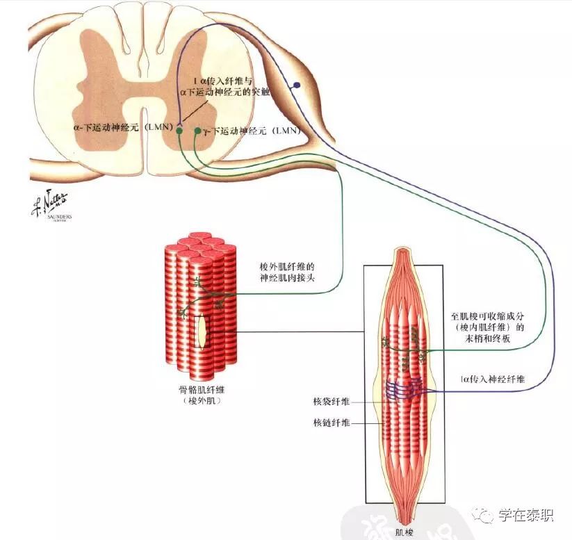 本体感觉的康复训练_康复训练大体步骤_本体感觉康复训练方法