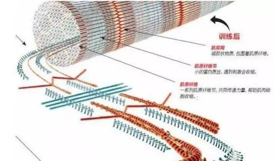 健身房力量训练视频_健身房力量训练的重量如何选择_健身房基础力量训练