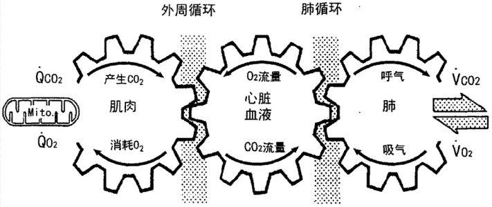 kaiyun体育 爱跑步的人，确实比普通人“心肺功能”更好！