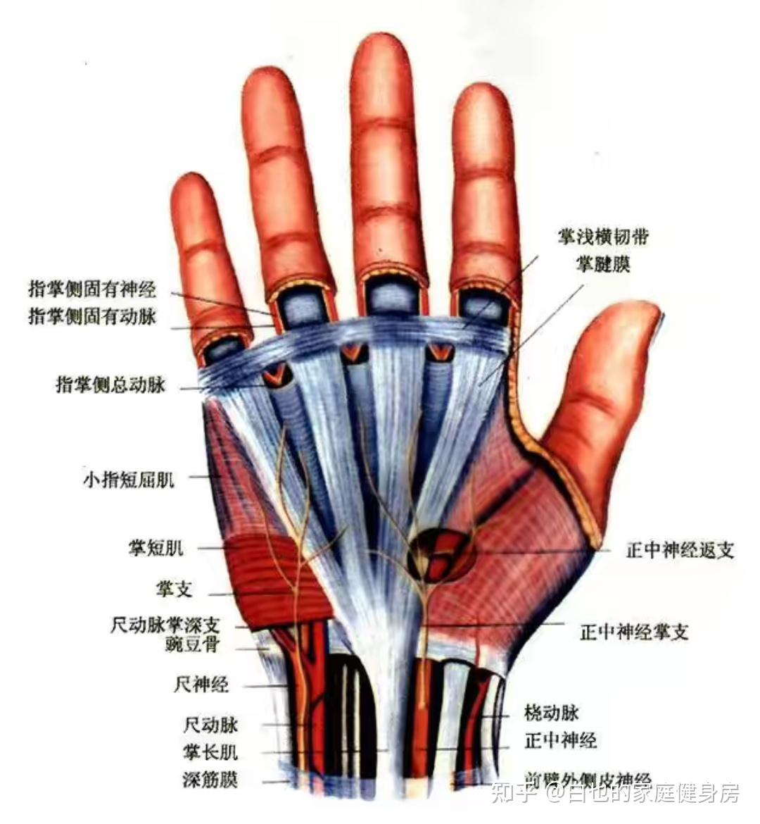 健身手套样式_健身手套_健身手套种类