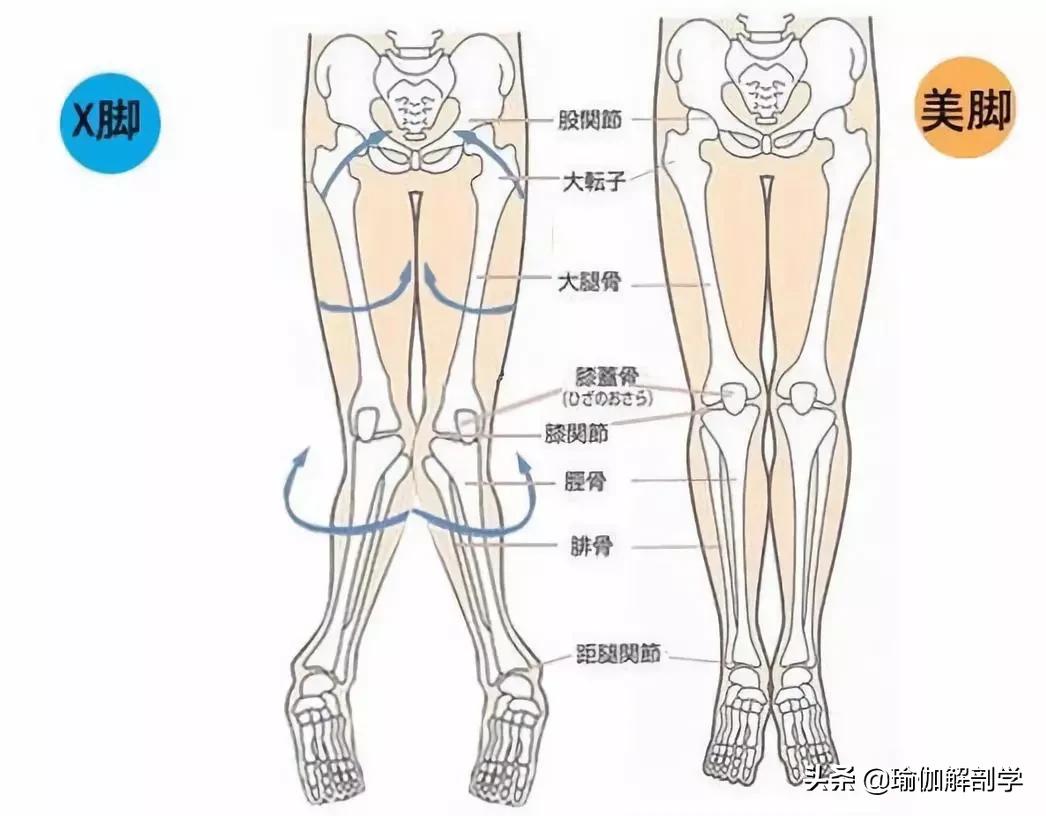 瑜伽能改善腿形吗_瑜伽腿型矫正_改善x型腿的瑜伽