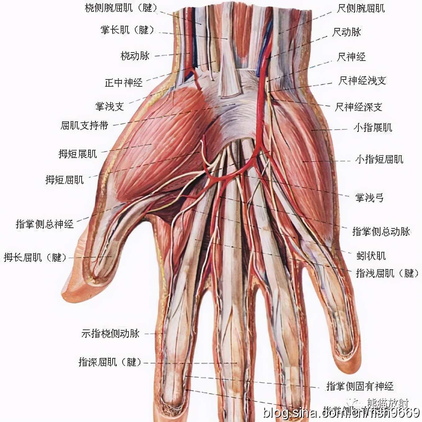 健身护腕有什么用_健身护腕用有效果吗_健身护腕用有什么好处